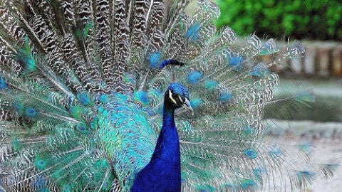 Pavo real