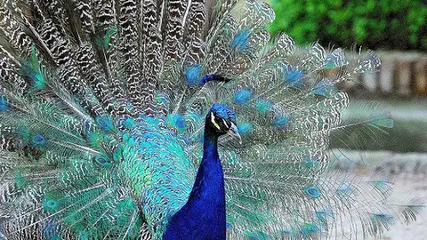 Pavo real Pavo real