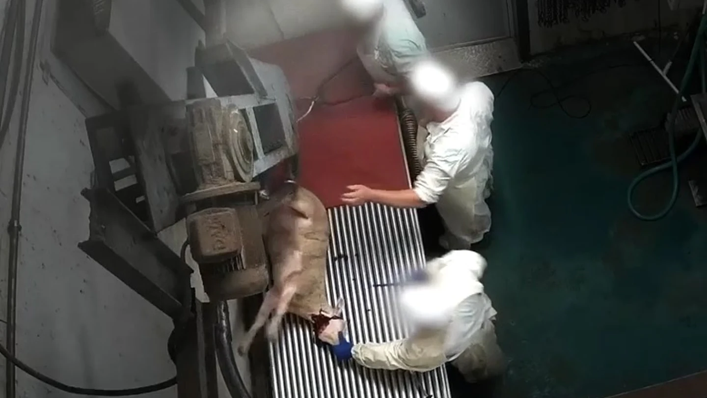 Una cámara oculta graba el maltrato animal a corderos y ovejas en un matadero de Madrid Una cámara oculta graba el maltrato animal a corderos y ovejas en un matadero de Madrid