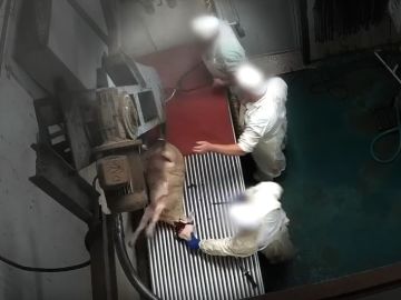 Una cámara oculta graba el maltrato animal a corderos y ovejas en un matadero de Madrid Una cámara oculta graba el maltrato animal a corderos y ovejas en un matadero de Madrid