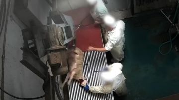 Una cámara oculta graba el maltrato animal a corderos y ovejas en un matadero de Madrid