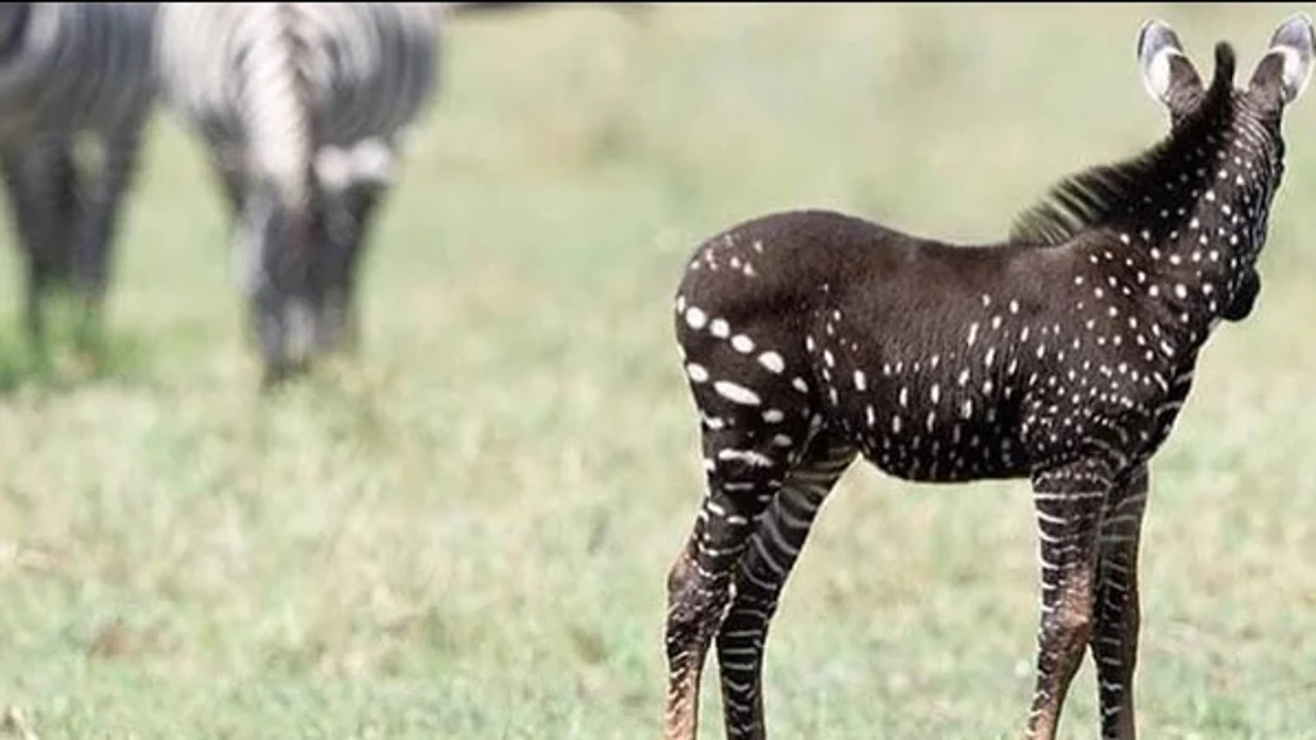 El inusual ejemplar de cebra con puntos visto en Kenia El inusual ejemplar de cebra con puntos visto en Kenia