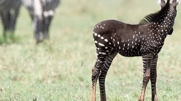 El inusual ejemplar de cebra con puntos visto en Kenia