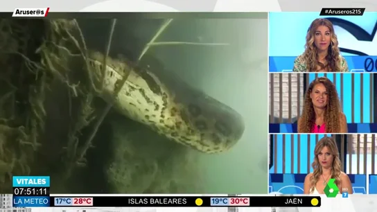 anaconda anaconda