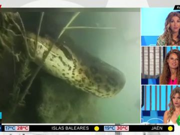 anaconda anaconda