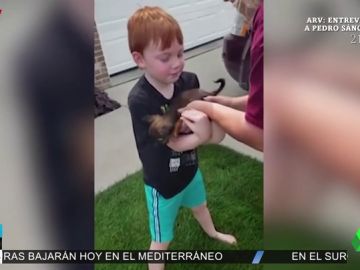 La emotiva reacción de un niño de seis años al ver que sus padres le regalan un cachorro La emotiva reacción de un niño de seis años al ver que sus padres le regalan un cachorro
