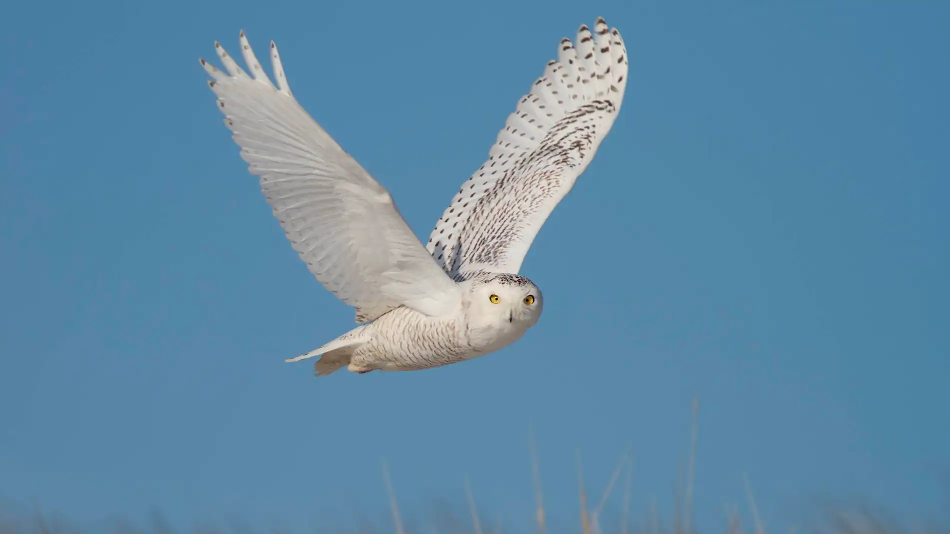 Una de cada cuatro aves desaparece en Norteamerica desde 1970