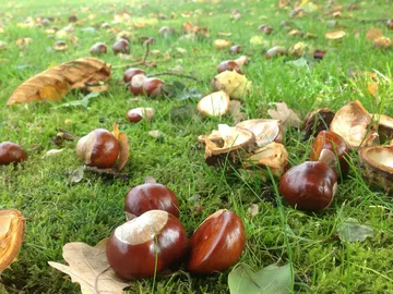 Otoño Otoño
