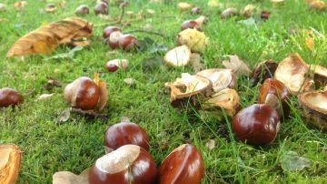 Otoño