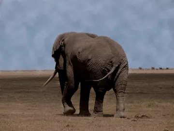 África África