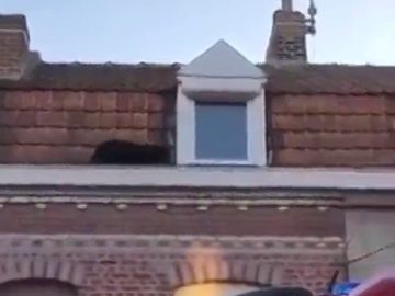Capturan a una pantera negra que se paseaba por los tejados de la localidad francea de Lille Capturan a una pantera negra que se paseaba por los tejados de la localidad francea de Lille