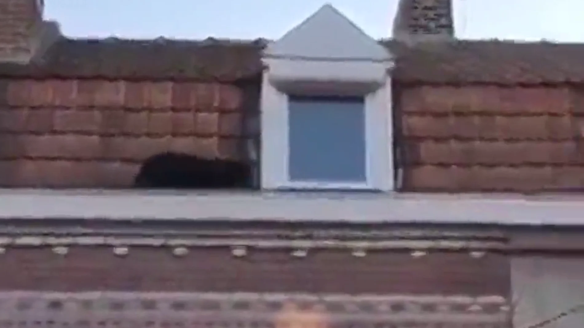 Capturan a una pantera negra que se paseaba por los tejados de la localidad francea de Lille