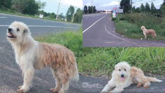 Bonbon, el perro que esperó a sus dueños durante cuatro años Bonbon, el perro que esperó a sus dueños durante cuatro años