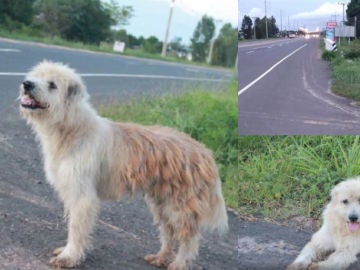 Bonbon, el perro que esperó a sus dueños durante cuatro años Bonbon, el perro que esperó a sus dueños durante cuatro años