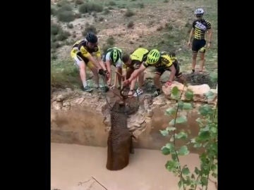 Cuatro ciclistas rescatan a un ciervo Cuatro ciclistas rescatan a un ciervo