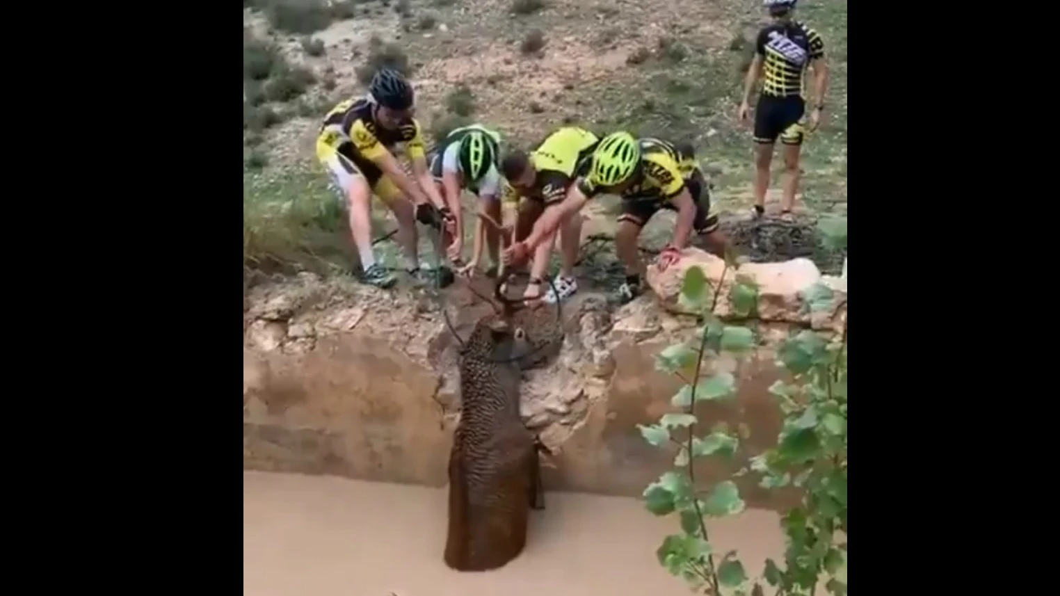 Cuatro ciclistas rescatan a un ciervo