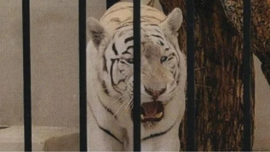 Imagen del tigre albino enjaulado facilitada por el Ayuntamiento de Alicante Imagen del tigre albino enjaulado facilitada por el Ayuntamiento de Alicante