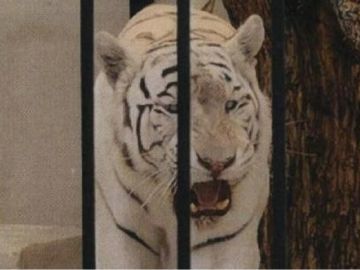 Imagen del tigre albino enjaulado facilitada por el Ayuntamiento de Alicante Imagen del tigre albino enjaulado facilitada por el Ayuntamiento de Alicante
