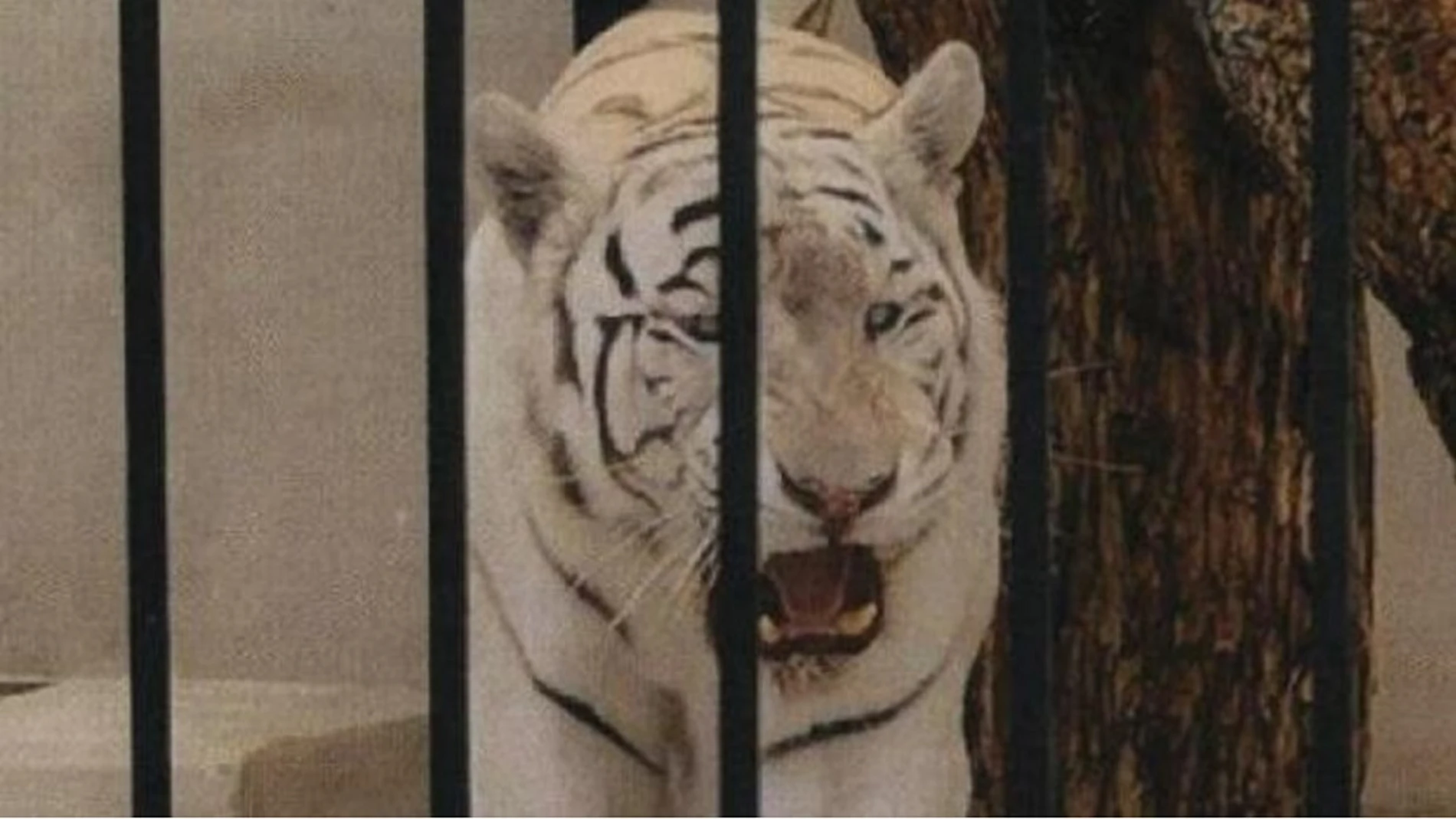 Imagen del tigre albino enjaulado facilitada por el Ayuntamiento de Alicante