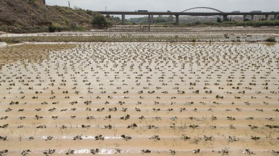 l campo afectado por gota fr&iacute;a sigue desaguando y calcula las p&eacute;rdidas.