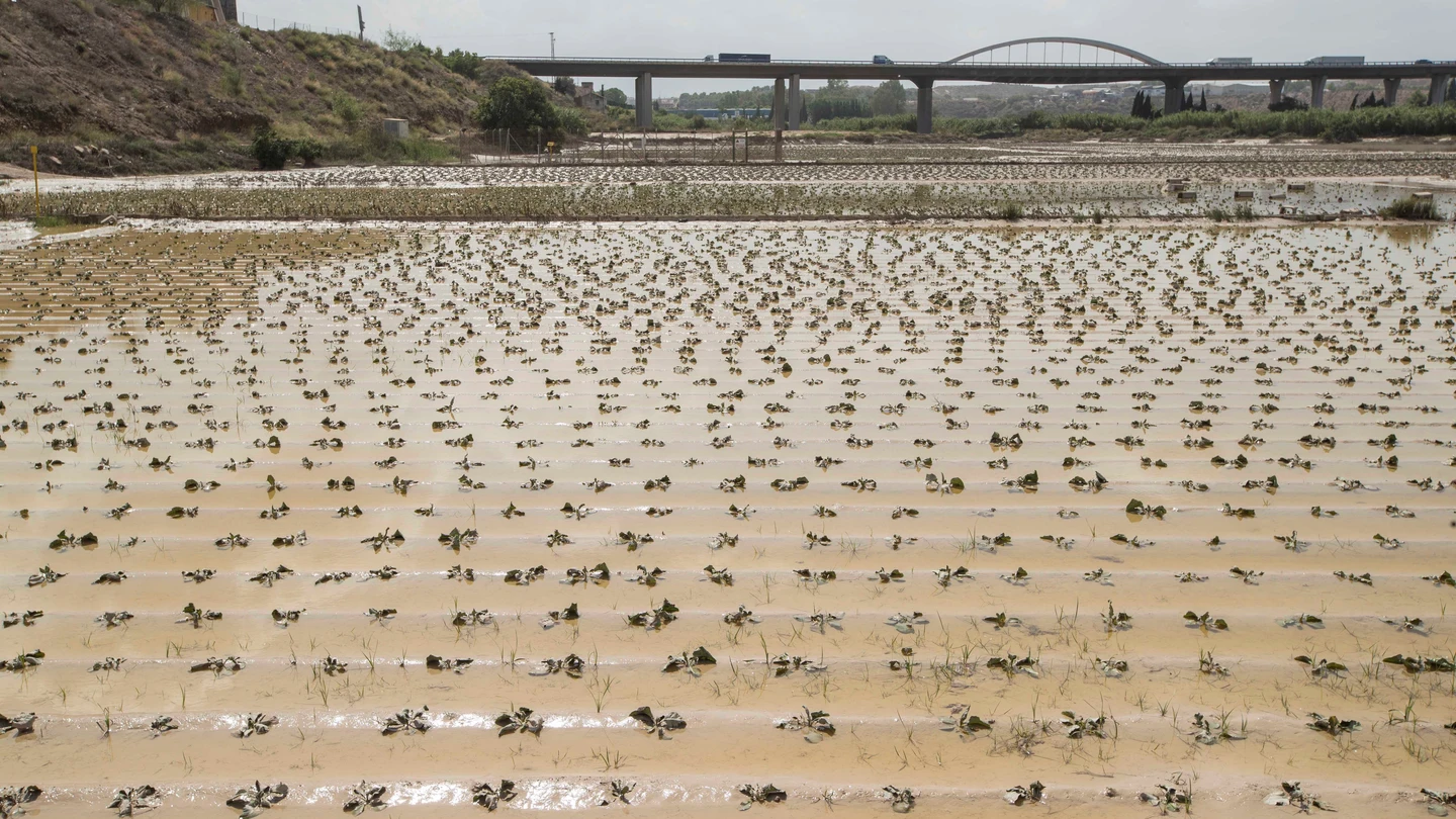 l campo afectado por gota fría sigue desaguando y calcula las pérdidas. l campo afectado por gota fría sigue desaguando y calcula las pérdidas.