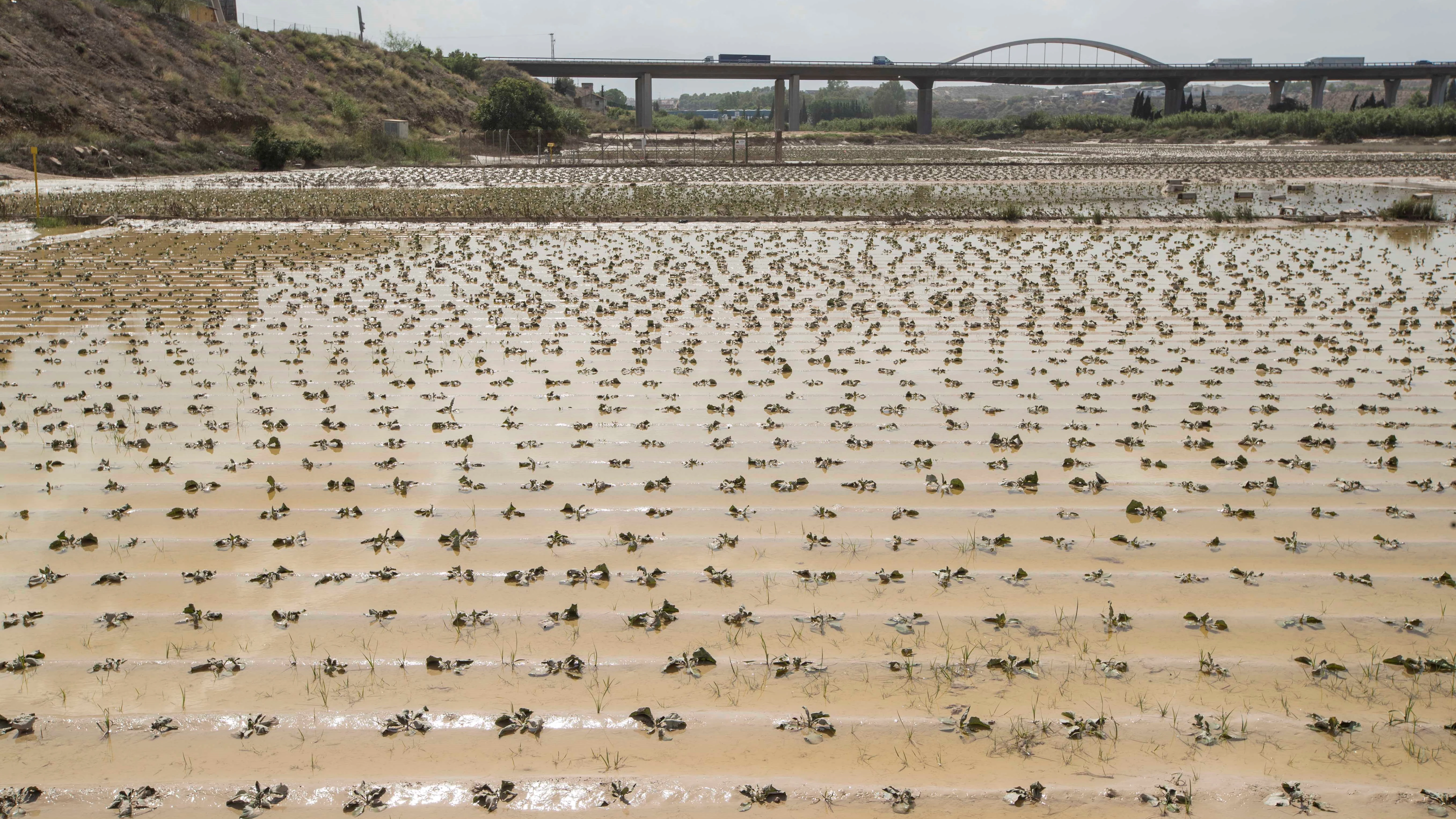 l campo afectado por gota fría sigue desaguando y calcula las pérdidas.