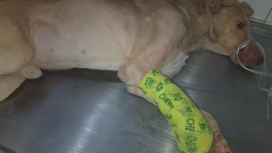 Imagen de un cachorro con la pata cortada Imagen de un cachorro con la pata cortada