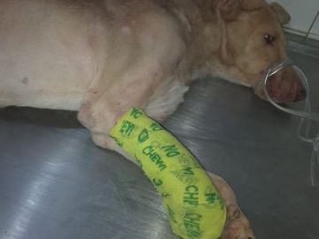 Imagen de un cachorro con la pata cortada Imagen de un cachorro con la pata cortada