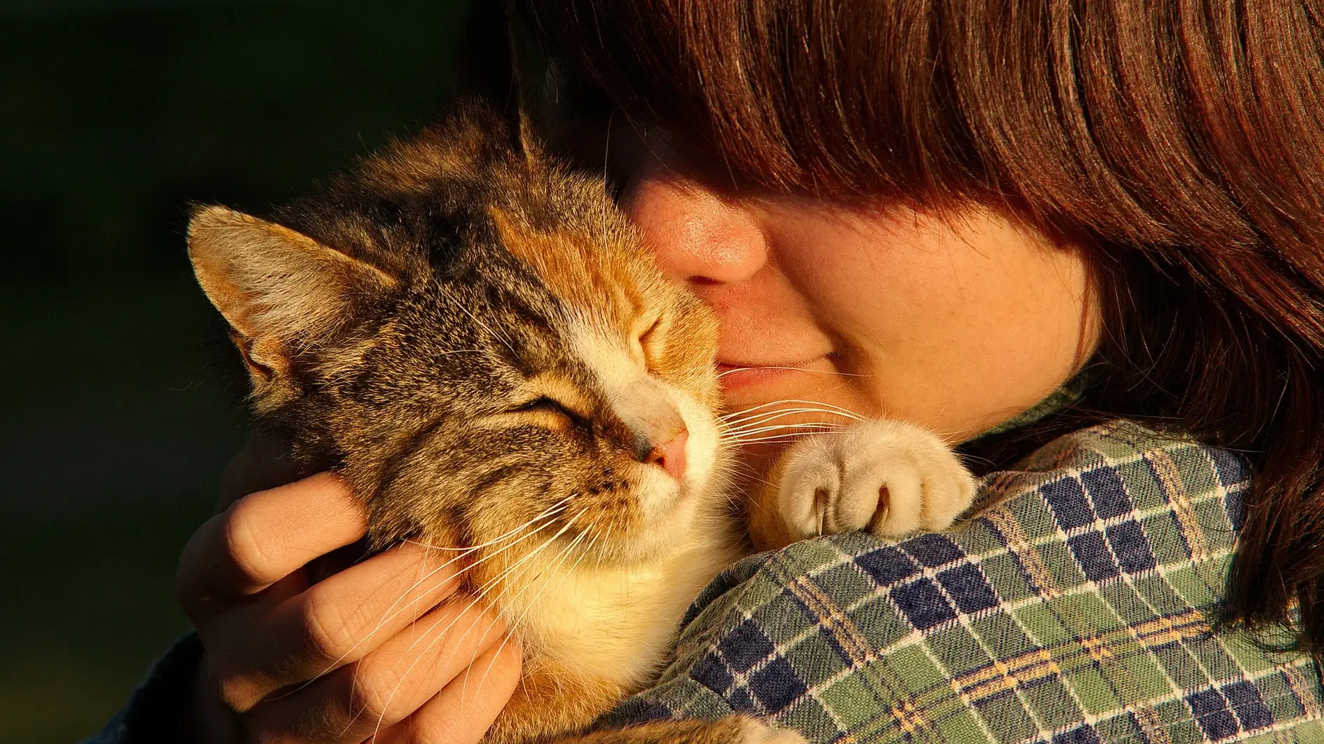 Los gatos tambien muestran apego con sus duenos