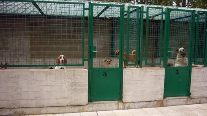 Imagen de archivo del Centro de Atención a Animales de Pamplona.