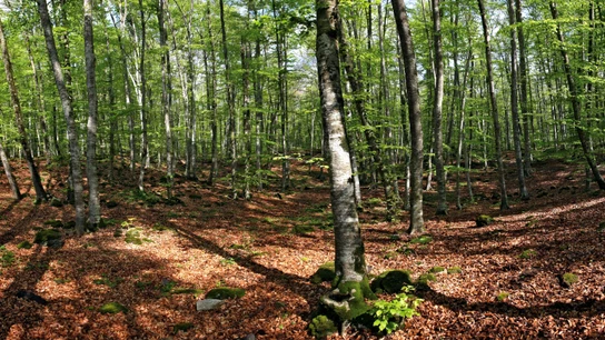 Fageda d’en Jordà, Girona Hayedos otoño