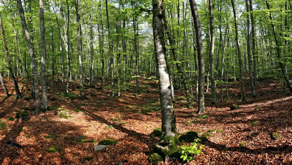 Fageda d’en Jordà, Girona Fageda d’en Jordà, Girona