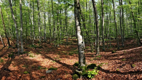 Hayedos otoño