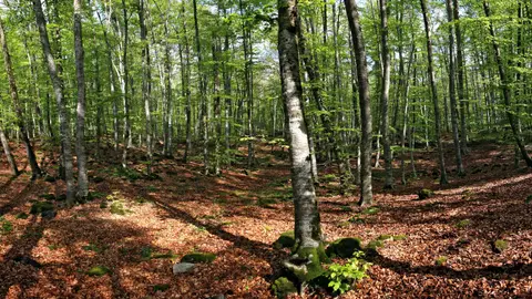 Fageda d’en Jordà, Girona Hayedos otoño