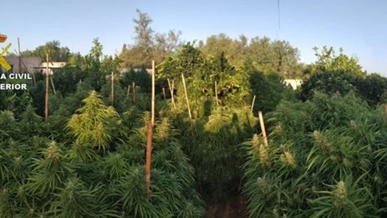 Imagen de la intervención de los agentes en la plantación Imagen de la intervención de los agentes en la plantación