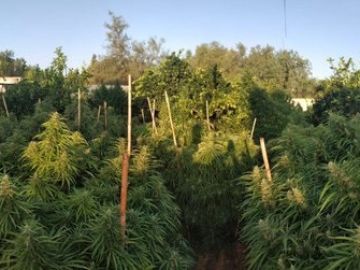 Imagen de la intervención de los agentes en la plantación Imagen de la intervención de los agentes en la plantación