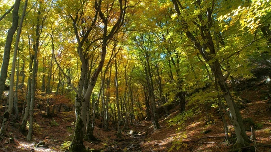 Hayedo en la sierra de Ayllón Hayedos otoño.