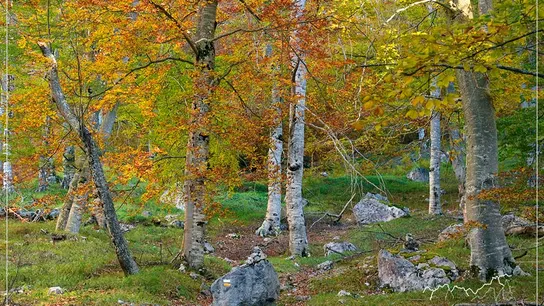 Hayedo de Asotín, Picos de Europa. Hayedos otoño.