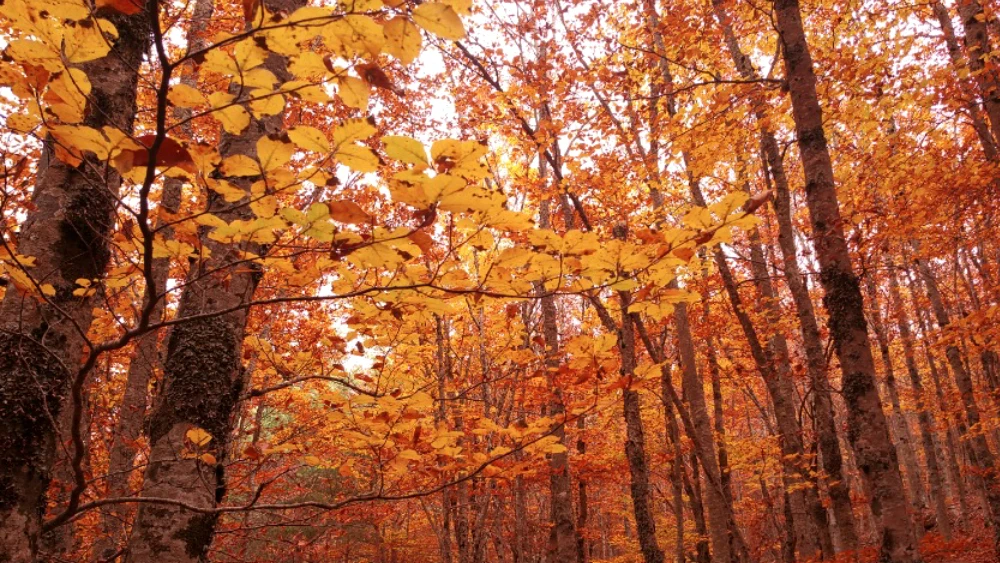 Hayedos en otoño