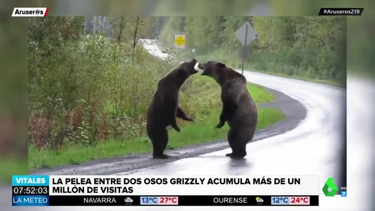 osos osos
