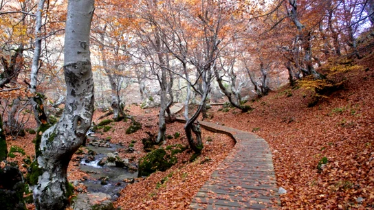 Faedo de Ciñera, León Hayedos otoño.
