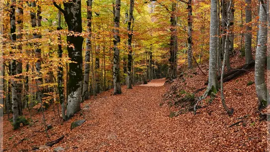 Hayedo de Ordesa, Huesca Hayedo otoño.