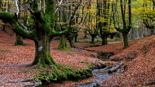 Hayedo de Otzarreta, Bilbao Hayedo otoño.