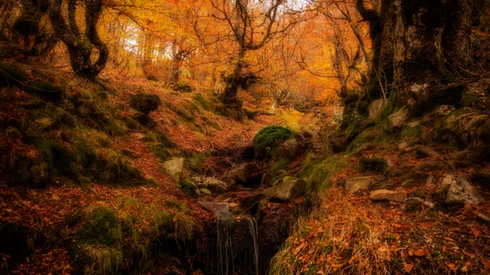 Hayedo de la Pedrosa, Segovia Hayedos otoño.