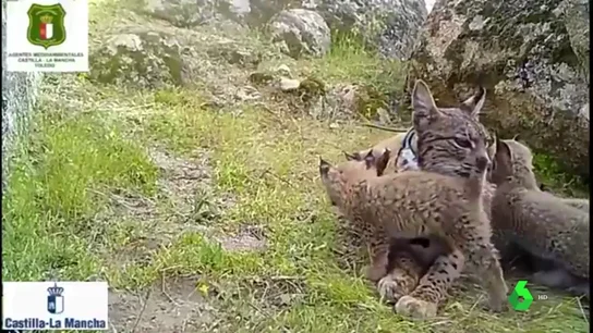 Ascienden a 12 los linces muertos en lo que va de año en Castilla-La Mancha Ascienden a 12 los linces muertos en lo que va de año en Castilla-La Mancha