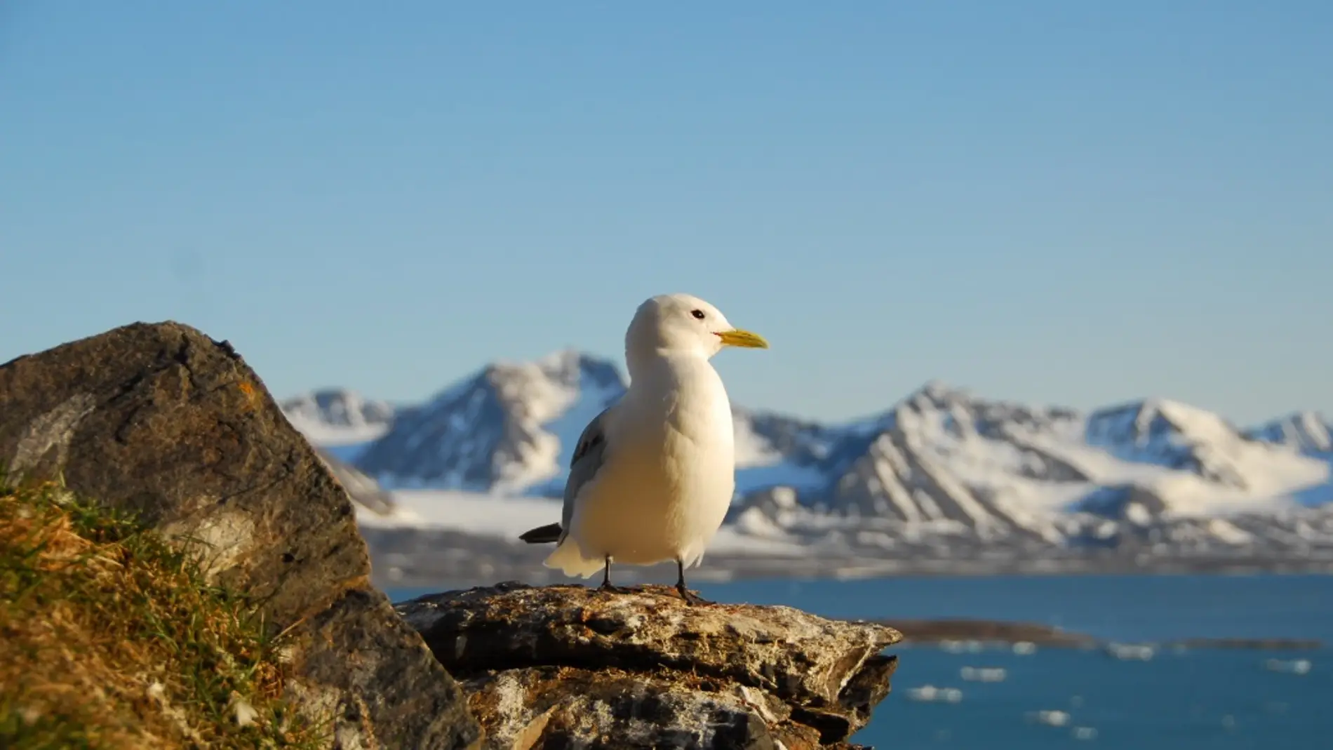 El trabajo se ha centrado en el estudio de veintinueve especies de aves árticas en 36 ubicaciones distintas. Fotografía: Sébastien Descamps
