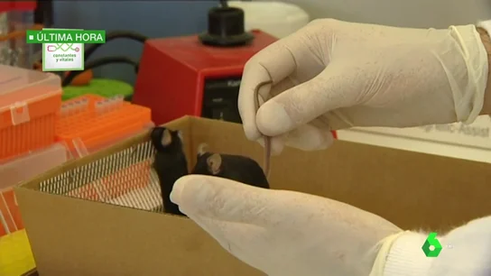 Científicos españoles identifican una posible terapia para retrasar la aparición del Alzheimer Científicos españoles identifican una posible terapia para retrasar la aparición del Alzheimer