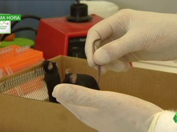 Científicos españoles identifican una posible terapia para retrasar la aparición del Alzheimer Científicos españoles identifican una posible terapia para retrasar la aparición del Alzheimer