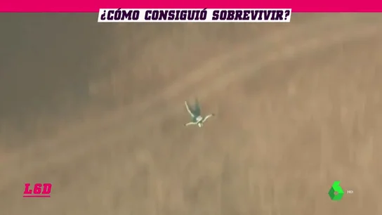 Sobrevive al salto de un avión sin paracaídas Sobrevive al salto de un avión sin paracaídas