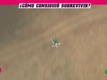 Sobrevive al salto de un avión sin paracaídas Sobrevive al salto de un avión sin paracaídas